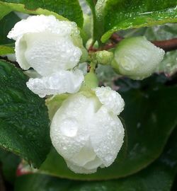 Close-up of water drops on white flower