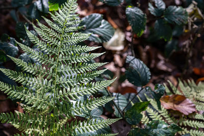 plant