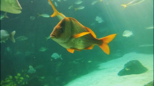 Fish swimming in sea