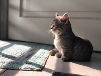 Cat sitting on floor at home