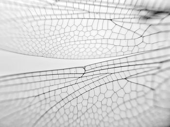 High angle view of  dragonfly wings over white background