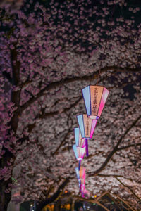 Close-up of pink cherry blossom on wall