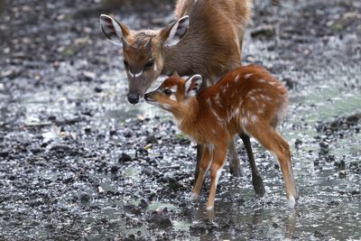 Deer standing on wet field