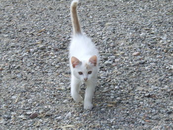 Portrait of white cat