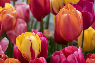 Close-up of tulips