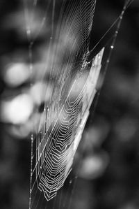 Close-up of spider web