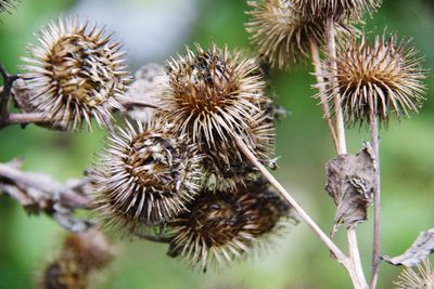 Close-up of dried flowers