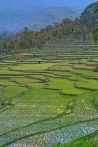 Scenic view of agricultural field