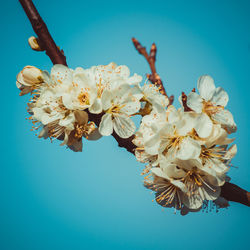 Close-up of cherry blossoms against clear blue sky