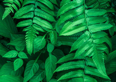 Full frame shot of green leaves