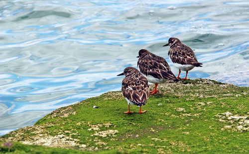 Birds on a lake