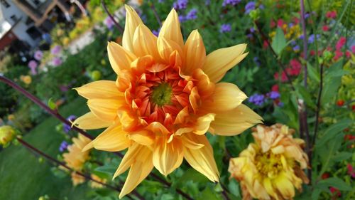 Close-up of fresh yellow flowers blooming outdoors