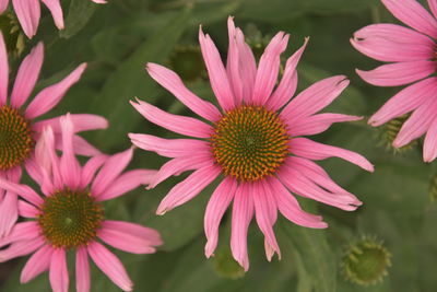 Close-up of pink flower