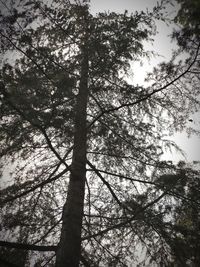 Low angle view of silhouette tree against sky