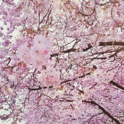 Low angle view of cherry blossoms