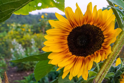 Close-up of sunflower