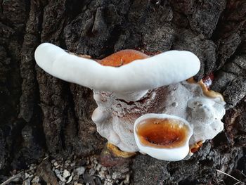 High angle view of ice cream on rock