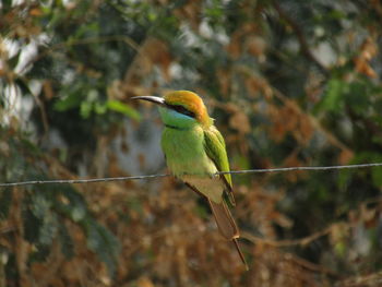 Close-up of bird perching on branch