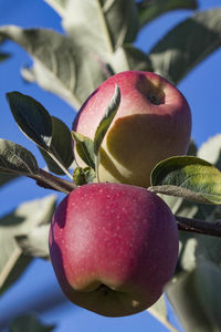 Close-up of apple growing on plant