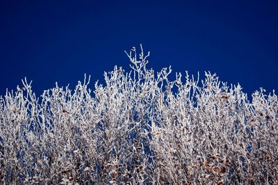 Low angle view of frozen plants against clear blue sky