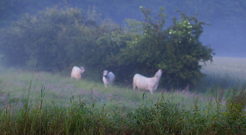 Sheep on field