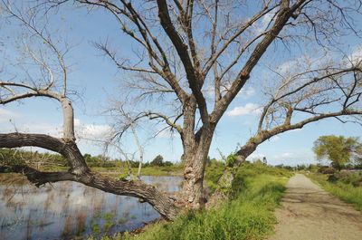 Bare trees on landscape