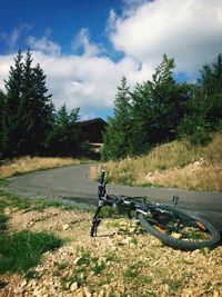 Trees against cloudy sky