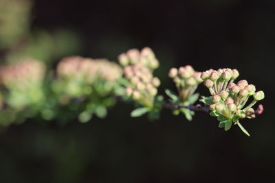 Close-up of flowering plant