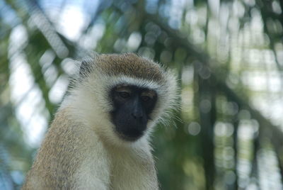Portrait of monkey on tree
