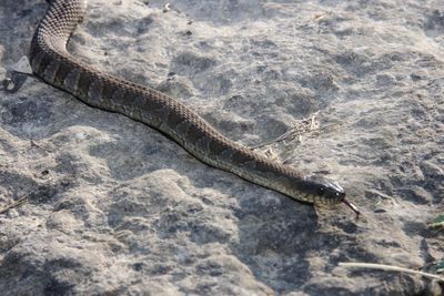 High angle view of lizard on a water