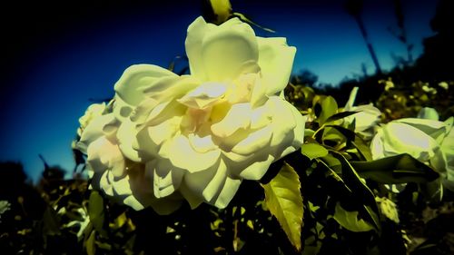 Close-up of fresh yellow flowers blooming against sky