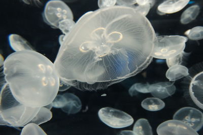 Close-up of jellyfish swimming in sea