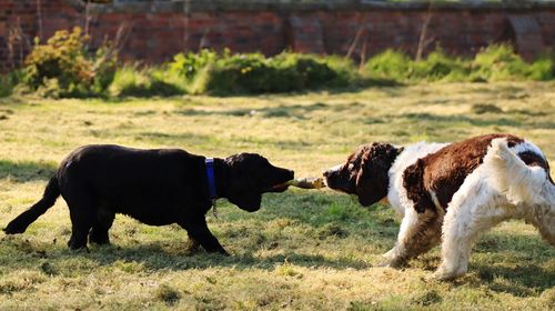 Dogs at play