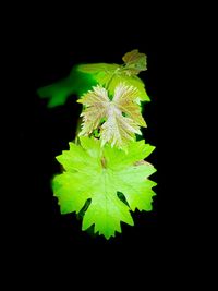 Close-up of green leaves on black background