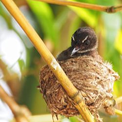 Close-up of a bird perching on branch