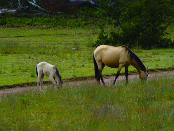 Grass grazing on grassy field