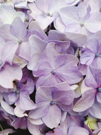 Full frame shot of purple hydrangea flowers