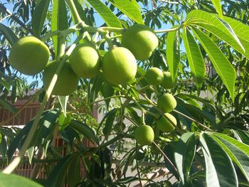 Low angle view of apples growing on tree