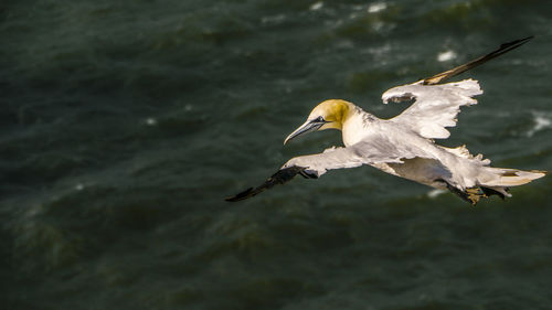 Bird flying