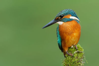 Close-up of bird perching on a leaf