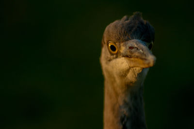 Close-up portrait of bird