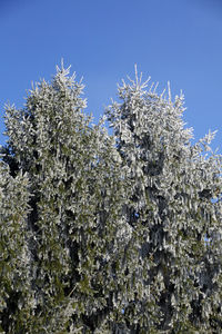 Low angle view of flowering plants against sky