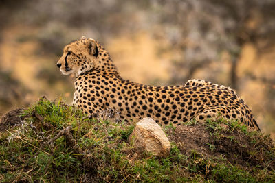 View of a cat on land
