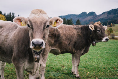 Portrait of cows on field