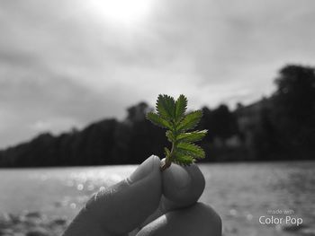 Close-up of hand holding plant against sea
