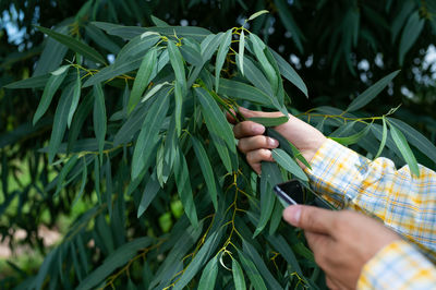 Midsection of man holding leaves