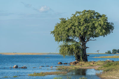 Tree by lake against sky on sunny day