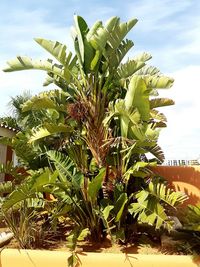 Close-up of tree