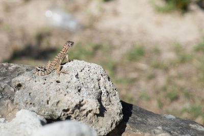 Close-up of lizard on rock