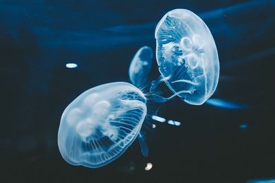 Close-up of jellyfish swimming in sea